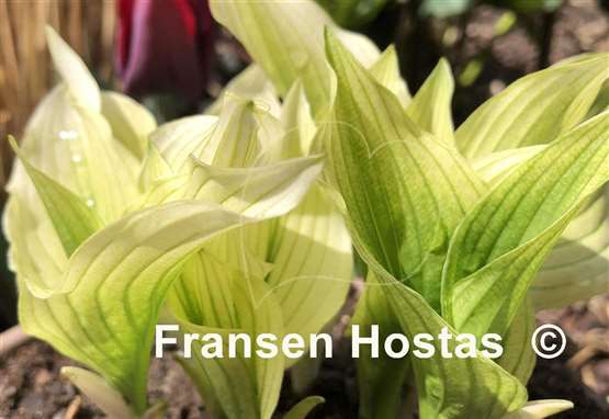 Hosta Zebra Stripes